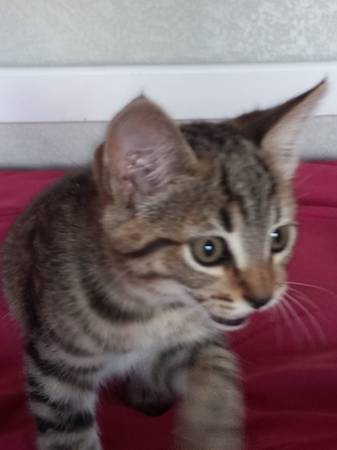 Kitten (Monument)63920762921858121