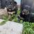 German shep pups 2 thumbnail