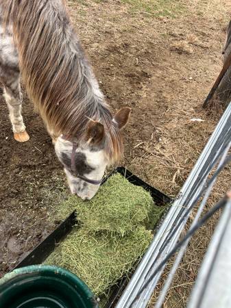 Alfalfa hay available 1