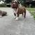 Lilac & Chocolate extreme bullie pups 9 thumbnail