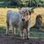 Scottish Highlander Bull 1 thumbnail