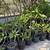 Plumeria Trees 9 thumbnail