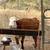 Cows / calves up for discussion 9 thumbnail