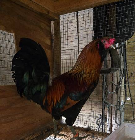 3 roosters 1
