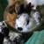 Bunnys 2 thumbnail