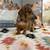 Mini dachshunds 1 thumbnail