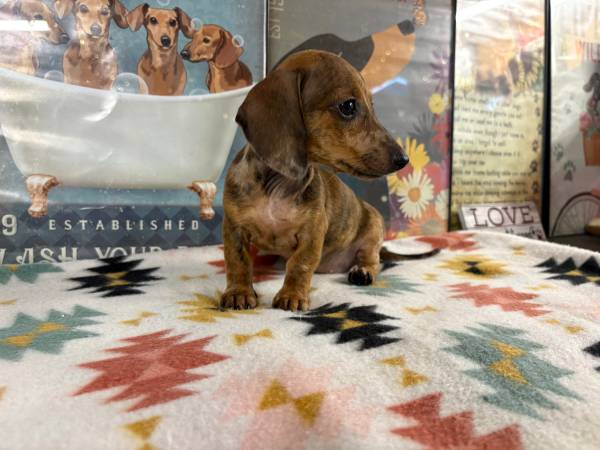 Mini dachshunds 1
