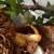 Albino ball python 1 thumbnail