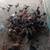 Thai chickens 2 thumbnail