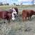 Mini Hereford x Aberdeen heifer + chrondo 1 thumbnail
