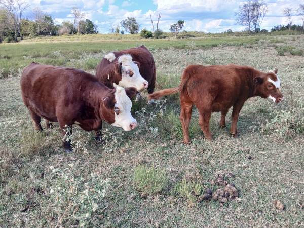 Mini Hereford x Aberdeen heifer + chrondo 1