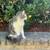 FOUND:  Someone's cat?! 5 thumbnail