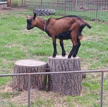 *Woody* Polled Oberhasli Buck 1