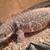 Female savanna monitor 2 thumbnail