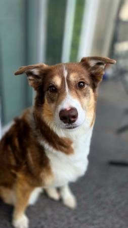 BORDER COlLIE HUSKEY MIX636135827029791217