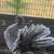 Pigeons for sale. 10 Indian fantail 5 thumbnail