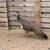 peacock 2 thumbnail