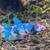 Bettas 5 thumbnail