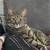 Two Beautiful Cats Looking for a Loving Home, Midnight & Aurora 1 thumbnail