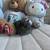 Netherland Dwarf Bunny Bunnies Rabbit 8 thumbnail