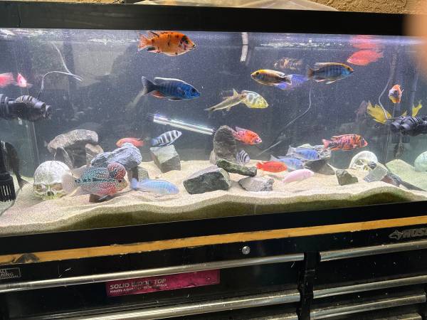 African cichlid fish 1