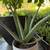 Aloe vera plants 3-year established 3 thumbnail