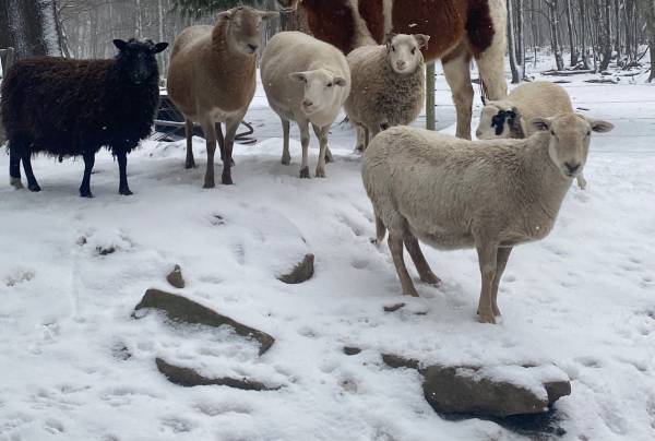 Sheep herd for sale 1