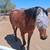 15 year old bay gelding 3 thumbnail
