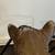 Vintage Blazon "War Cloud" Spring Rocking Horse from 1971 13 thumbnail