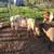 Boer goats 8 thumbnail