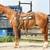 Horses 8 thumbnail