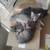 Kittens need a good home 3 thumbnail