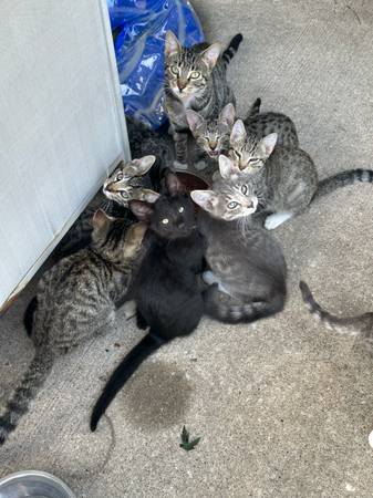 Free Kittens-BEST FOR BARN CATS (Excelsior Springs)63903227836546121