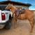AQHA MARE 1 thumbnail