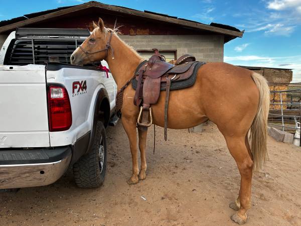 AQHA MARE 1