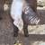 Meishan Hogs 8 thumbnail