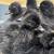 Cayuga Ducklings 1 thumbnail