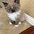 Persian Ragdoll 1 thumbnail