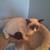 SIAMESE KITTEN 2 thumbnail