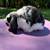 Mini Lop Bunny Rabbit 4 thumbnail