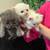 Pure Persian rare doll face and Himalayan kittens 13 thumbnail