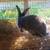 Broken Black and white New Zealand Buck DOB 6-11-25 9 thumbnail