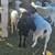 Ponies , cow, sheep, goats, ducks, chickens 1 thumbnail