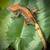 **CRESTED GECKOS** 11 thumbnail