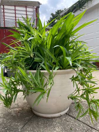 Plant 1