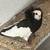 online pigeons for sale !!! 2 thumbnail