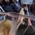 Push Mowers- Antique and vintage 5 thumbnail