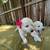 Labrador puppy 6 thumbnail