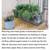 Planter box gardening 4 thumbnail