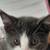 Kitten available for adoption....4 month old gray tuxedo 1 thumbnail